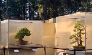 Serenity on screen: Pacific Bonsai Museum closed to public, offers virtual tours