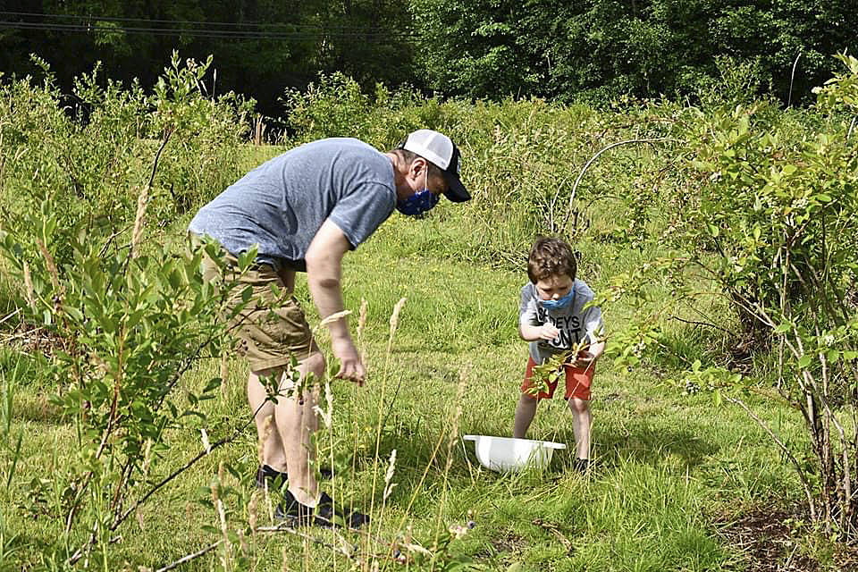 A father and his son pick blueberries at the Hylebos Blueberry Farm Park in Federal Way on July 11, 2020. Photo courtesy of Shelley Pauls