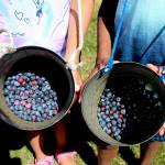 Siblings 9-year-old Ava Guerrier, left, and 8-year-old August Guerrier show off their blueberry findings on Aug. 13, 2019. Olivia Sullivan/staff photo