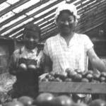 Two members of the Uyeji family in their greenhouse during the 1930s. Their home and farm were on the site of the current Seattle Archives facility. Photos from Densho, Uyeji Collection.