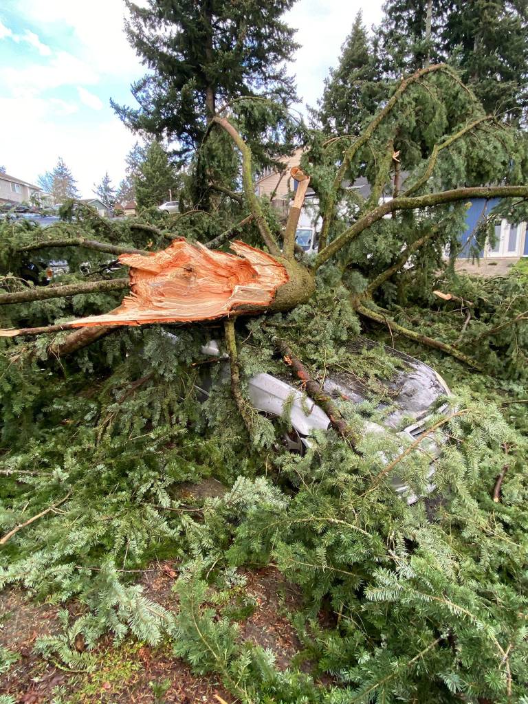 A fallen portion of a tree sits atop a car in Federal Way. Photo courtesy of Kili Cambra