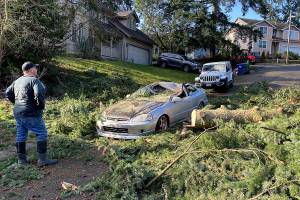 Louie Cambra surveys the wreckage of a fallen tree onto his son's car on Jan. 13 in Federal Way. Olivia Sullivan/the Mirror