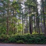 Looking east from Weyerhaeuser Way S. to where Warehouse B will be situated, this area will have a 50-foot buffer from the road and the remaining trees in the background will be removed. Photo courtesy of Cindy Flanagan