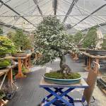 Elaeagnus healed. Silverberry bonsai (Elaeagnus pungens) in Pacific Bonsai Museums cool house, February 2021. Photo by Pacific Bonsai Museum