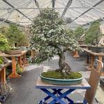 Elaeagnus healed. Silverberry bonsai (Elaeagnus pungens) in Pacific Bonsai Museum’s cool house, February 2021. Photo by Pacific Bonsai Museum