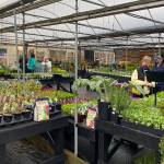 Customers shop at Watsons Greenhouse and Nursery (3909 S. 320th Street) minutes after the grand opening on March 18. Olivia Sullivan/the Mirror