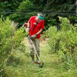 Volunteers mowed and tended to the Hylebos Blueberry Farm on July 10. Photo courtesy of Shelley Pauls