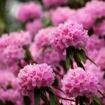 Olivia Sullivan/the Mirror