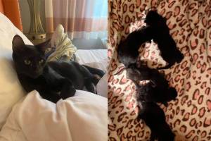 Moon and her kittens. Photos courtesy of the Humane Society for Tacoma & Pierce County