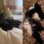 Moon and her kittens. Photos courtesy of the Humane Society for Tacoma & Pierce County