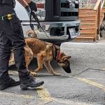 One of the underweight dogs confiscated from the Federal Way trailer. Photo courtesy of the Humane Society for Tacoma & Pierce County