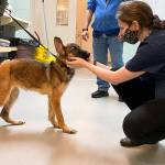 A 5-month-old confiscated puppy receives care from shelter staff. Photo courtesy of the Humane Society for Tacoma & Pierce County