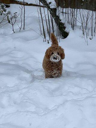 Photo courtesy of Nicole Mertens