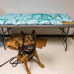 K9 Beny stands before the 75 pounds of pills found in a vehicle on Jan. 14. Photo courtesy of the California Highway Patrol
K9 Beny stands before the 75 pounds of pills found in a vehicle on Jan. 14. Photo courtesy of the California Highway Patrol