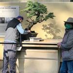 Photo courtesy of the Pacific Bonsai Museum