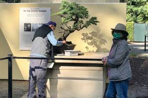 Photo courtesy of the Pacific Bonsai Museum