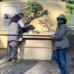Photo courtesy of the Pacific Bonsai Museum