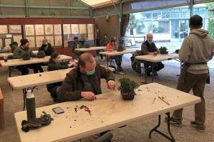 Photo courtesy of Pacific Bonsai Museum