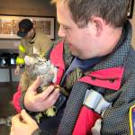 Kittens arrive at Station 64 on April 8. Photo courtesy of South King Fire