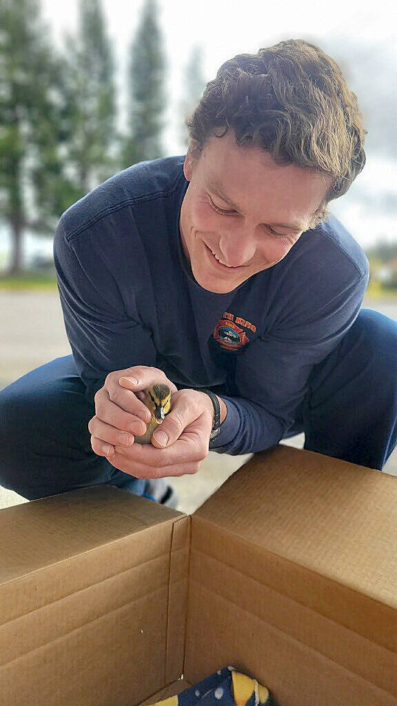 Firefighter Morris pictured with a duckling on April 26. South King Fire photo