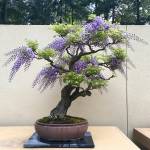 Wisteria in bloom at the Pacific Bonsai Museum. Courtesy photo