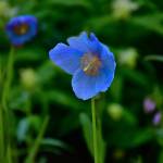 Photo by Bruce Honda