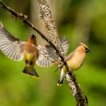Cedar Waxwings are birds commonly found in Flaming Geyser Park. Photo courtesy of Jay Galvin.
