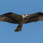 An osprey, also known as a sea hawk, is a bird of prey that can also be found at Flaming Geyser Park. Photo courtesy of Jay Galvin.
