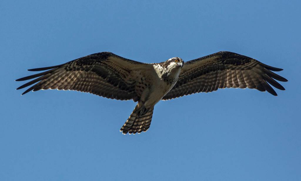 An osprey, also known as a sea hawk, is a bird of prey that can also be found at Flaming Geyser Park. Photo courtesy of Jay Galvin.