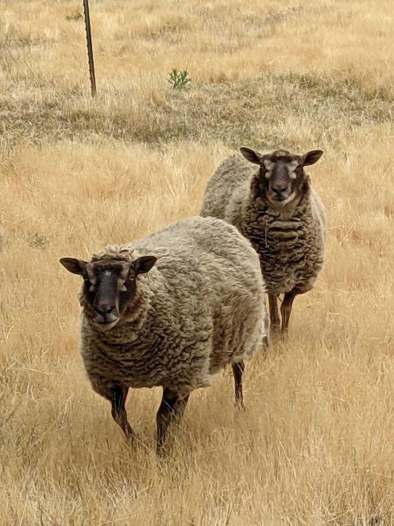 August 7, 2021. Photo credit: Catherine North
August 7, 2021. Photo credit: Catherine North