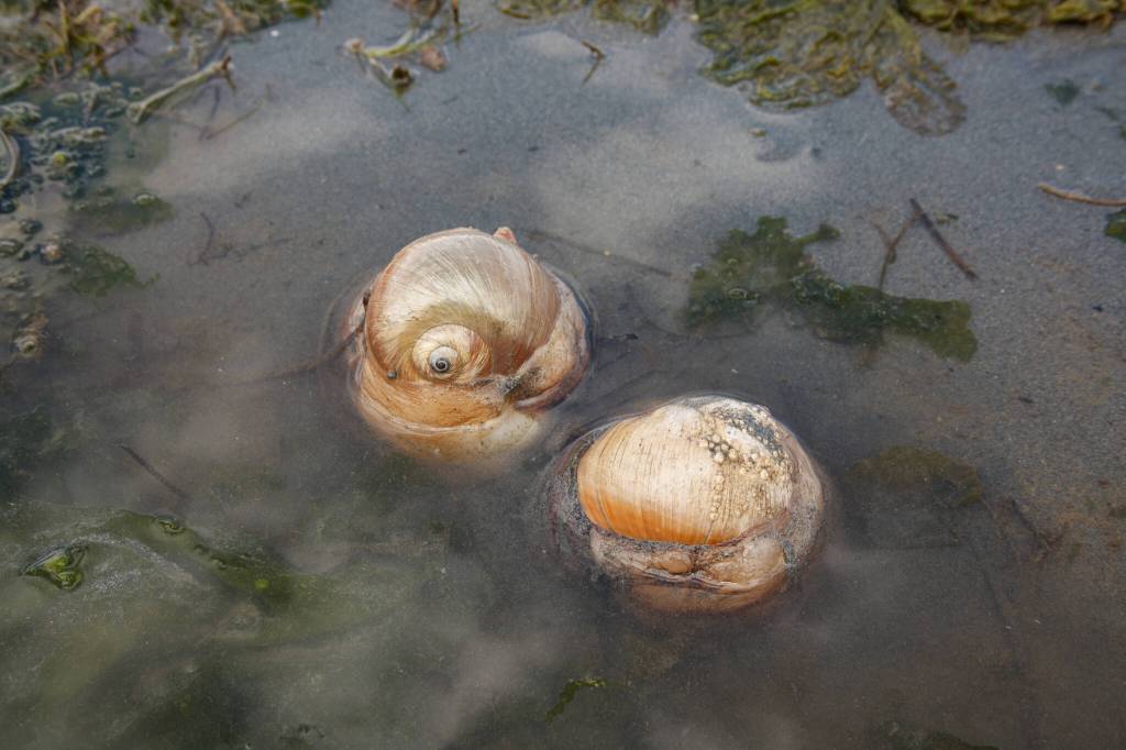 At Dash Point on June 16, 2022. Henry Stewart-Wood/Sound Publishing.