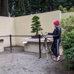 Artist Painting Hinoki Cypress at the Pacific Bonsai Museum on June 18. Sarah Fox/Sound Publishing