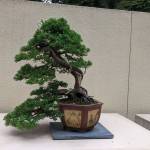 Formosan Juniper bonsai at the Pacific Bonsai Museum on June 18. Sarah Fox/Sound Publishing