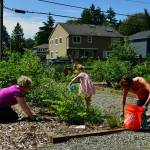 Volunteers help tend to the Light of Christ Community Garden on July 9. Photo courtesy of Shelley Pauls