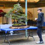 Photo courtesy of the Pacific Bonsai Museum