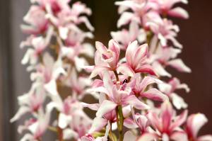 A Cymbidium Orchid captured at the Rhododendron Species Botanical Garden in Federal Way. Olivia Sullivan / the Mirror