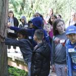 Students reach out to touch a roughly 400-year-old Western Red Cedar tree at the West Hylebos Wetlands during an April 27 field trip. Alex Bruell / The Mirror