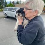 Carolyn Schuler reunites with her Shih Tzu, Gizmo, on May 8, four days after the dog was stolen along with her car from the Twin Lakes Fred Meyer parking lot. Photo courtesy of Dara Mandeville