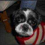 Gizmo, an eleven-year-old Shih Tzu, was taken in a car theft earlier this month but has now been returned. Photo courtesy of Dara Mandeville