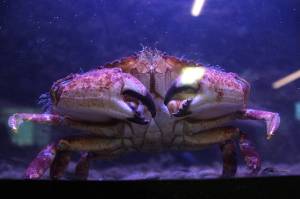 Aquatic critters abound at the MaST Center Aquarium, located at 28203 Redondo Beach Dr. S. in Des Moines. The aquarium is open and free to the public from 10 a.m. through 2 p.m. on Saturdays. Alex Bruell / The Mirror