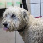 Alex Bruell / The Mirror 
One-and-a-half-year-old Husky mix Indiana Bones gets a bath at Pet Supplies Plus on Tuesday, July 4. His owner, Meredith Silverman, was coming back from a camping trip at Dash Point State Park that morning with her family from Issaquah, and stopped in to give her pup a scrub.