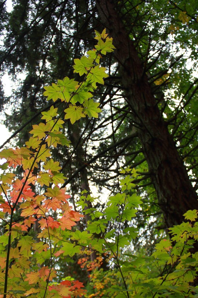 Fall colors are starting to show at Lake Geneva Park in unincorporated King County where community members voted for improvements through the first ever round of Participatory Budgeting. Photo by Keelin Everly-Lang / The Mirror