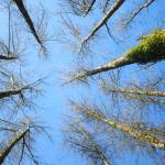 Red alder and black cottonwood trees tower at least 30 feet high in the wetland that Loren Meiser is trying to protect. (Photo by Keelin Everly-Lang / The Mirror)