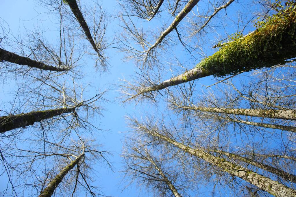 Red alder and black cottonwood trees tower at least 30 feet high in the wetland that Loren Meiser is trying to protect. (Photo by Keelin Everly-Lang / The Mirror)