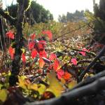 Oregon grape leaves show off their color in the December afternoon light in the wetland in Federal Way. (Photo by Keelin Everly-Lang / The Mirror)