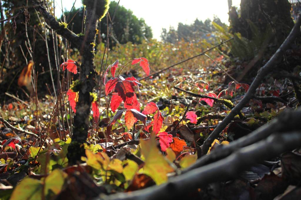 Oregon grape leaves show off their color in the December afternoon light in the wetland in Federal Way. (Photo by Keelin Everly-Lang / The Mirror)
