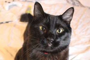 Courtesy photo.
Pet blood donation shortages have been low since the pandemic began.