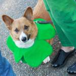 Federal Way City Hall hosted the raising of the Irish flag on March 15. Photos by Keelin Everly-Lang / The Mirror