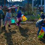 Kids run to find Easter eggs at the Light of Christ Community Garden Easter Egg Hunt on Saturday, March 30. Photo by Bruce Honda