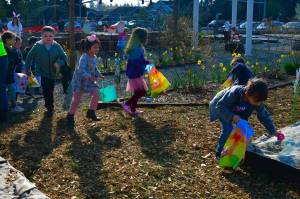 Kids run to find Easter eggs at the Light of Christ Community Garden Easter Egg Hunt on Saturday, March 30. Photo by Bruce Honda